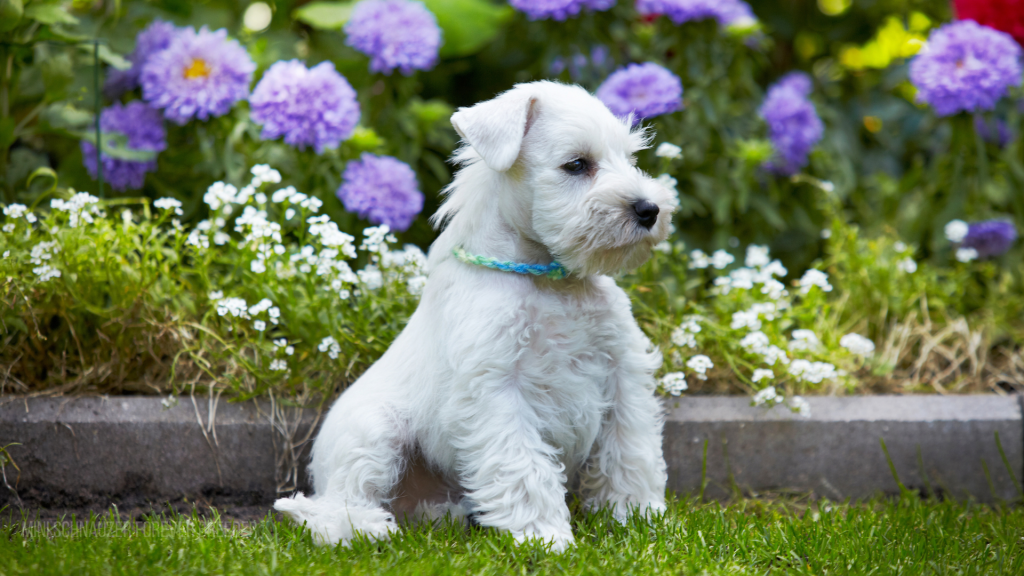 Miniature Schnauzer For Sale