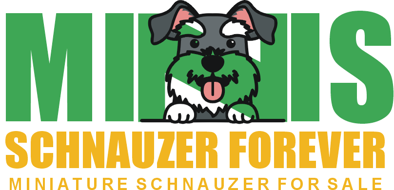Mini Schnauzer Puppies for Sale