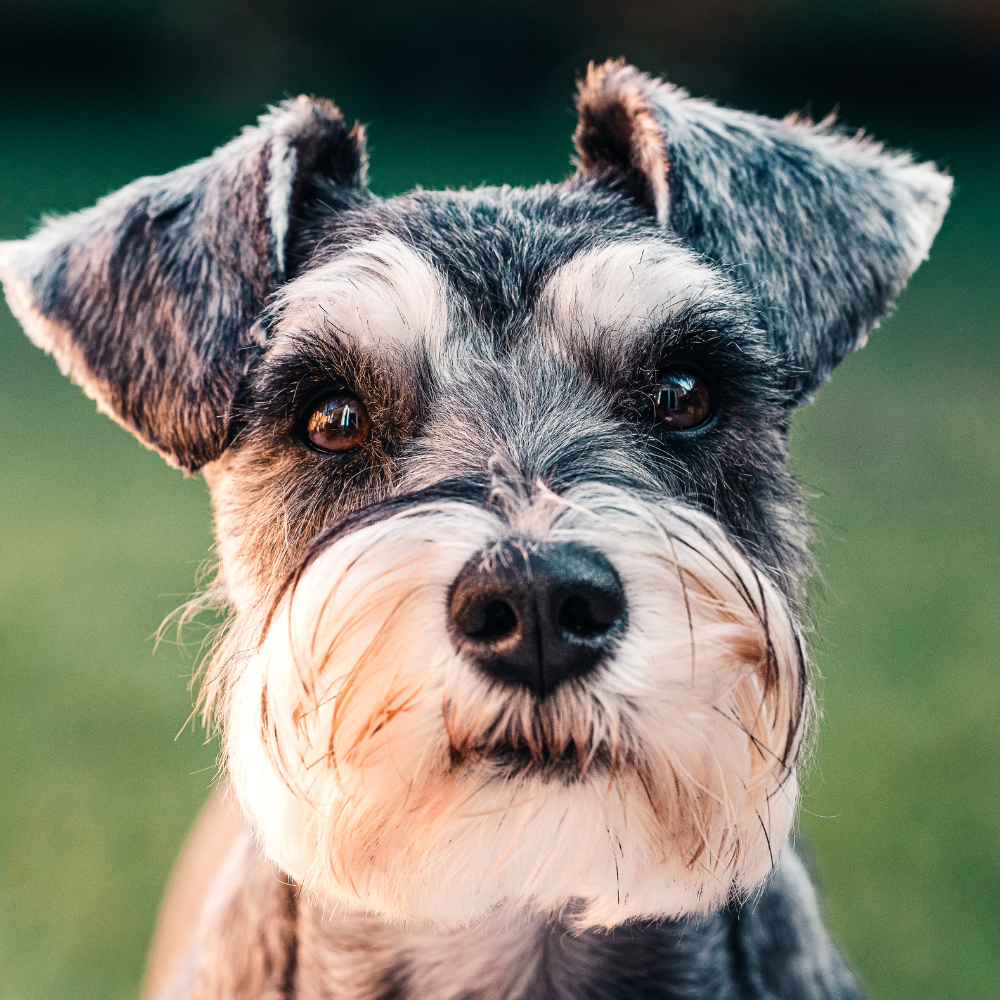 Mini Schnauzer Forever Breeder